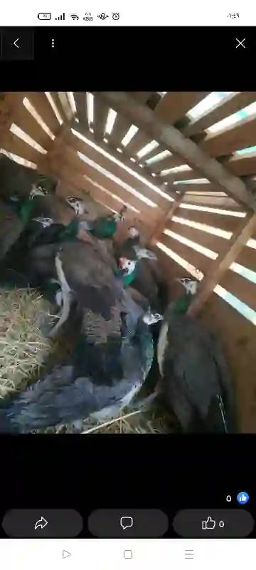 طاووس للبيع