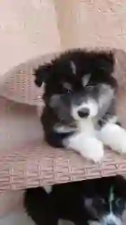 جراوي هاسكي للبيع دباديب هاسكي لونج هير للبيع متطعمين ومعاهم شهاداتهم اناث وذكور لطيفين مع البشر والحيوانات الاخرى جاهزين للبيت الجديد السعر قابل للتفاوض البسيط