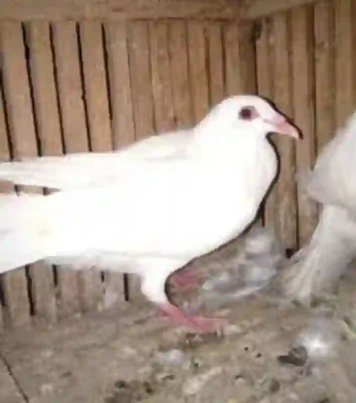 جوز حمام للبيع