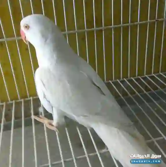 ببغاء درة هندي