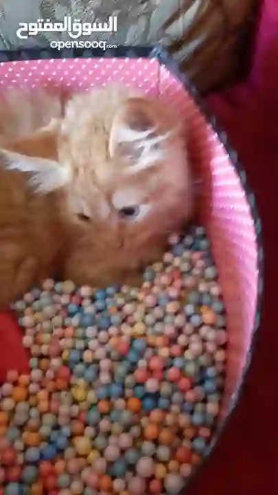 قطة شيرازي للبيع