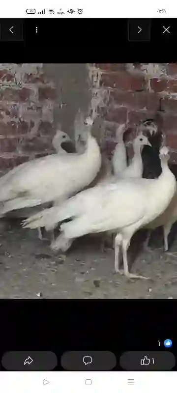 طاووس أبيض للبيع